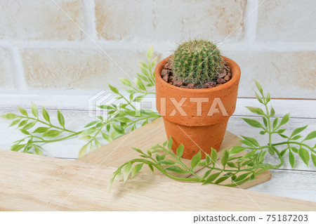 仙人掌,遺產,植物,觀葉植物,綠色,荊棘,自然,綠色,荊棘,寄居棕櫚,多肉植物 仙人掌,遺產,植物,觀葉植物,綠色,荊棘,自然,綠色,荊棘,寄居棕櫚,多肉植物 75187203