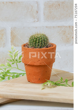 仙人掌,遺產,植物,觀葉植物,綠色,荊棘,自然,綠色,荊棘,寄居棕櫚,多肉植物 仙人掌,遺產,植物,觀葉植物,綠色,荊棘,自然,綠色,荊棘,寄居棕櫚,多肉植物 75187204