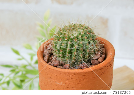 仙人掌，遺產，植物，觀葉植物，綠色，荊棘，自然，綠色，荊棘，寄居棕櫚，多肉植物 75187205