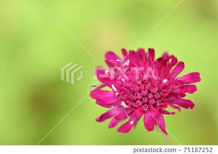 Crimson flowers floating on a green background 75187252