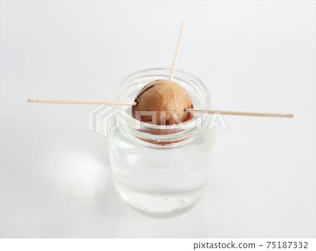 Hydroponic culture of avocado Hydroponic culture of avocado 75187332