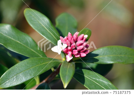 下沉的花 75187375