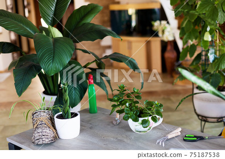 Indoor planting of home plants, flower pot and tools on the table. The concept of home gardening. 75187538