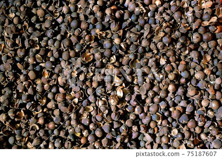 Bitter tea seed Bitter tea seed 75187607