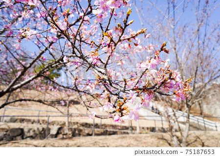櫻花在公園裡 櫻花在公園裡 75187653