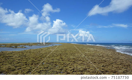 [Yoron Island] A view of the edge of the reef called Pisibana at low tide 75187730