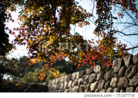 Colored maple autumn leaves 75187759