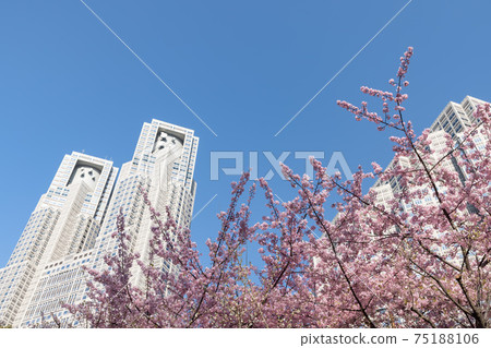 (東京都市風景)藍天,川津櫻花和東京都政府辦公樓4 (東京都市風景)藍天,川津櫻花和東京都政府辦公樓4 75188106