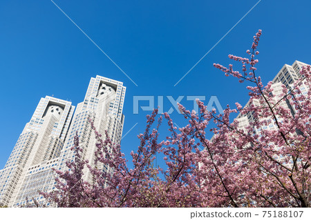 (東京城市景觀)藍天,川津櫻和東京都政府大樓3 (東京城市景觀)藍天,川津櫻和東京都政府大樓3 75188107