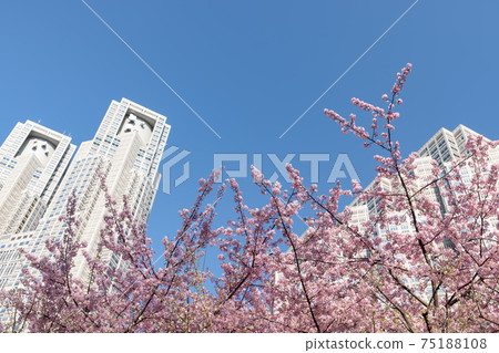 (Tokyo-Cityscape) Blue sky, Kawazu cherry blossoms and Tokyo Metropolitan Government Building 2 (Tokyo-Cityscape) Blue sky, Kawazu cherry blossoms and Tokyo Metropolitan Government Building 2 75188108