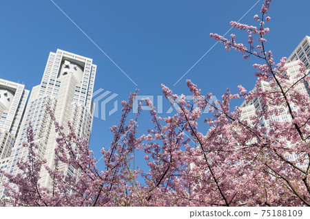 (Tokyo-Urban scenery) Blue sky, Kawazu cherry blossoms and Tokyo Metropolitan Government Building 1 (Tokyo-Urban scenery) Blue sky, Kawazu cherry blossoms and Tokyo Metropolitan Government Building 1 75188109