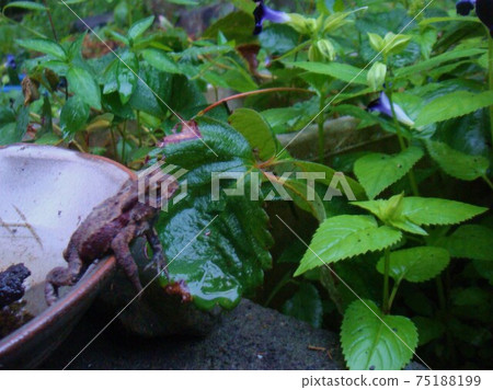 青蛙被困在一個碗裡 青蛙被困在一個碗裡 75188199