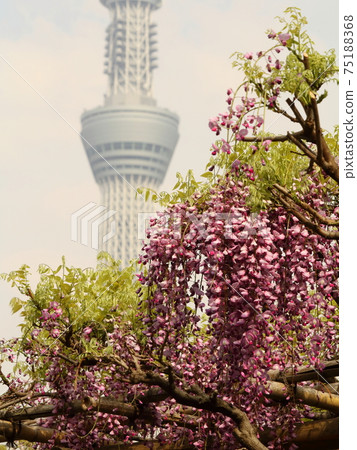 Tenjin-sama's wisteria flowers and Sky Tree [at Kameido Tenjin] 75188368