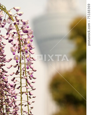 Tenjin-sama's wisteria flowers and Sky Tree [at Kameido Tenjin] 75188369
