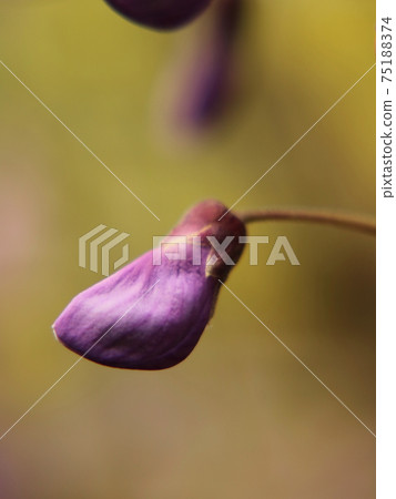 紫藤花蕾[龜戶天神店] 75188374