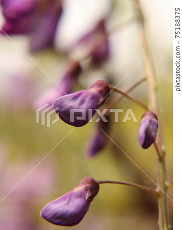 Wisteria flower buds [at Kameido Tenjin] 75188375