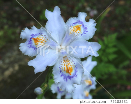 Shaga [at Ueno Toshogu Botanen] 75188381