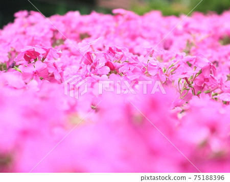 Moss Phlox [住友不動產開發三田雙子樓西樓] 75188396