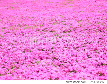 Moss Phlox [住友不動產開發三田雙子樓西樓] 75188397
