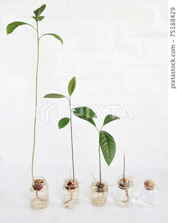 Hydroponics of avocado Interior growth Growth 75188429