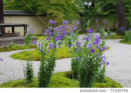 Kikyo in Kyoto Kikyo in Kyoto 75188749