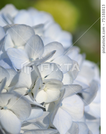 藍色的粉彩繡球花 75188813