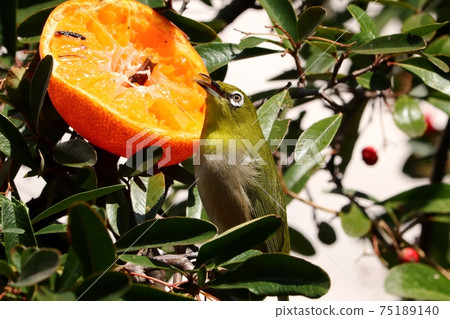 野鳥：白眼：普通話：餐：火棘樹 75189140