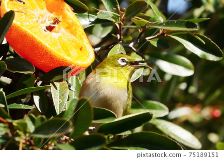 野鳥:白眼:普通話:餐:火棘樹 野鳥:白眼:普通話:餐:火棘樹 75189151