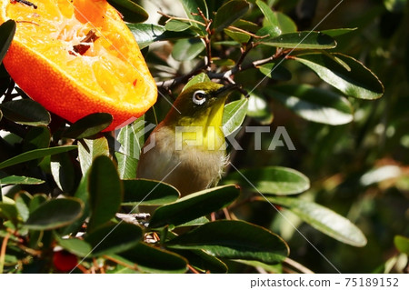 野鳥:白眼:普通話:餐:火棘樹 野鳥:白眼:普通話:餐:火棘樹 75189152