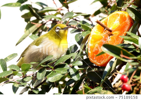 野鳥:白眼:普通話:餐:火棘樹 野鳥:白眼:普通話:餐:火棘樹 75189158