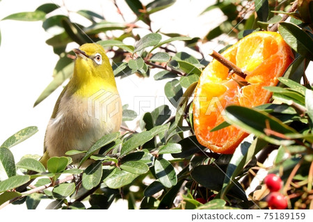 野鳥:白眼:普通話:餐:火棘樹 野鳥:白眼:普通話:餐:火棘樹 75189159