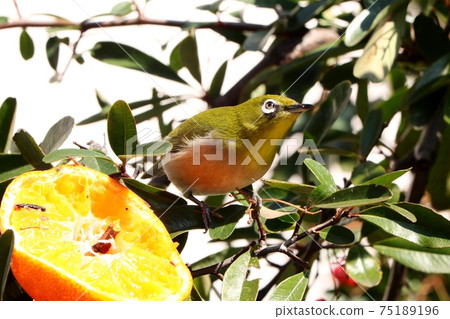 野鳥:白眼:普通話:餐:火棘樹 野鳥:白眼:普通話:餐:火棘樹 75189196