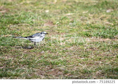 Waksekirei野鳥 75189225