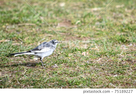 Waksekirei野鳥 75189227