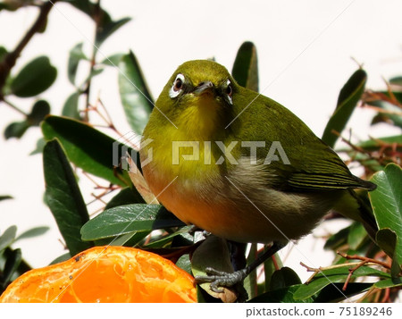 野鳥：白眼：普通話：餐：火棘樹 75189246