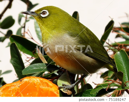 野鳥:白眼:普通話:餐:火棘樹 野鳥:白眼:普通話:餐:火棘樹 75189247