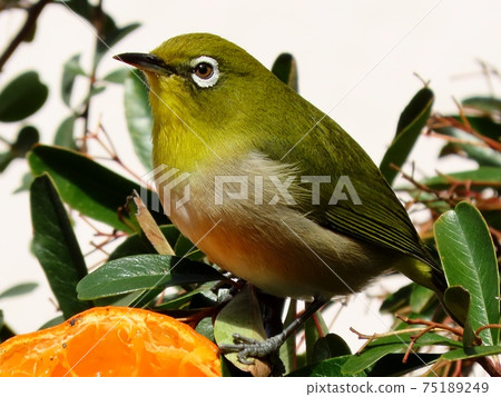 野鳥:白眼:普通話:餐:火棘樹 野鳥:白眼:普通話:餐:火棘樹 75189249