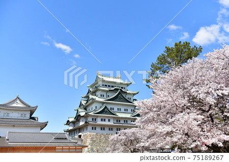 春天名古屋城堡 春天名古屋城堡 75189267