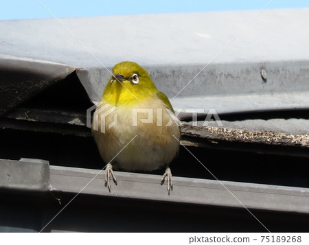 野鳥:白眼:普通話:餐:火棘樹 野鳥:白眼:普通話:餐:火棘樹 75189268