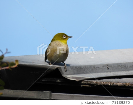 野鳥：白眼：普通話：餐：火棘樹 75189270