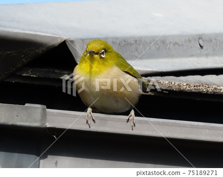 野鳥:白眼:普通話:餐:火棘樹 野鳥:白眼:普通話:餐:火棘樹 75189271