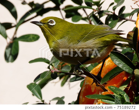 Wild Bird: White-eye: Mandarin: Meal: Pyracantha Tree 75189272