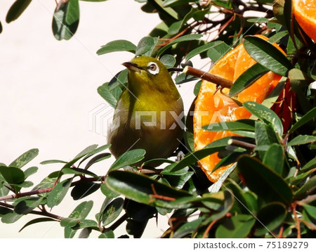 野鳥:白眼:普通話:餐:火棘樹 野鳥:白眼:普通話:餐:火棘樹 75189279