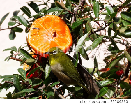 野鳥:白眼:普通話:餐:火棘樹 野鳥:白眼:普通話:餐:火棘樹 75189280