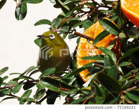 野鳥:白眼:普通話:餐:火棘樹 野鳥:白眼:普通話:餐:火棘樹 75189281