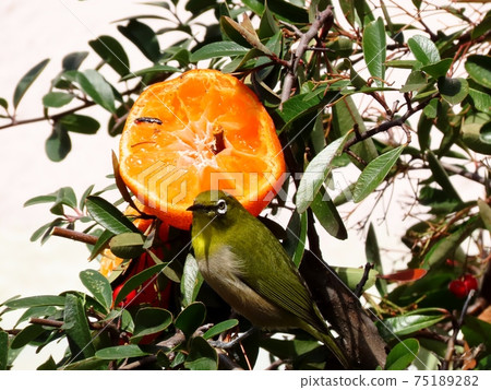 野鳥:白眼:普通話:餐:火棘樹 野鳥:白眼:普通話:餐:火棘樹 75189282