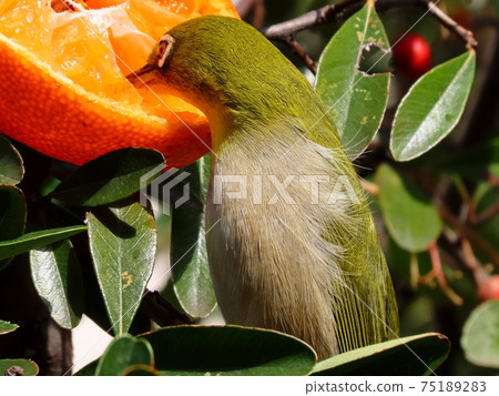 野鳥:白眼:普通話:餐:火棘樹 野鳥:白眼:普通話:餐:火棘樹 75189283