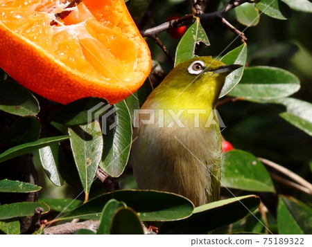 Wild Bird: White-eye: Mandarin: Meal: Pyracantha Tree 75189322
