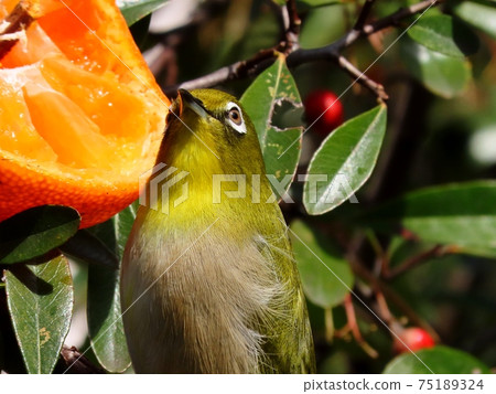 Wild Bird: White-eye: Mandarin: Meal: Pyracantha Tree 75189324