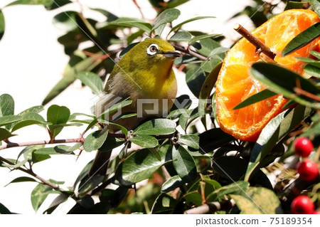 Wild Bird: White-eye: Mandarin: Meal: Pyracantha Tree Wild Bird: White-eye: Mandarin: Meal: Pyracantha Tree 75189354